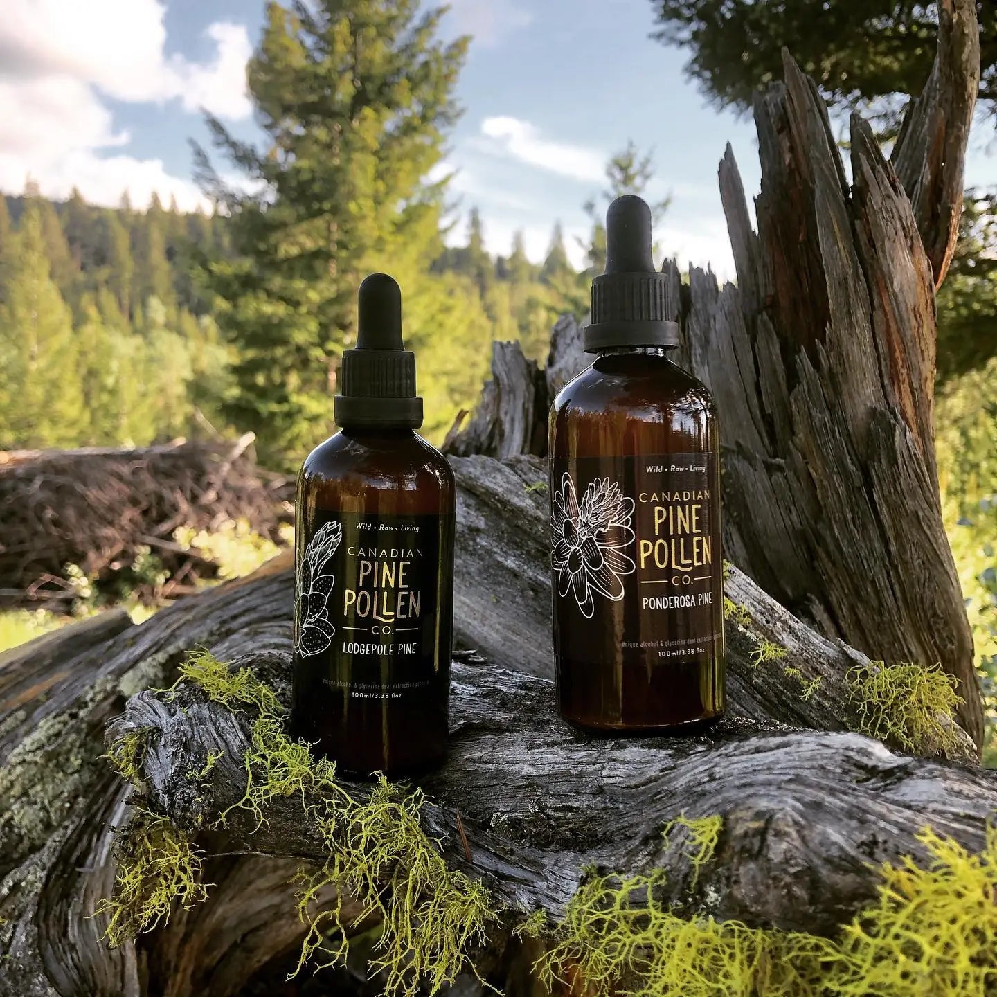 Wild Ponderosa Pine Pollen Tincture 1:6 - Certified Organic (100mL-3.4 fl oz)