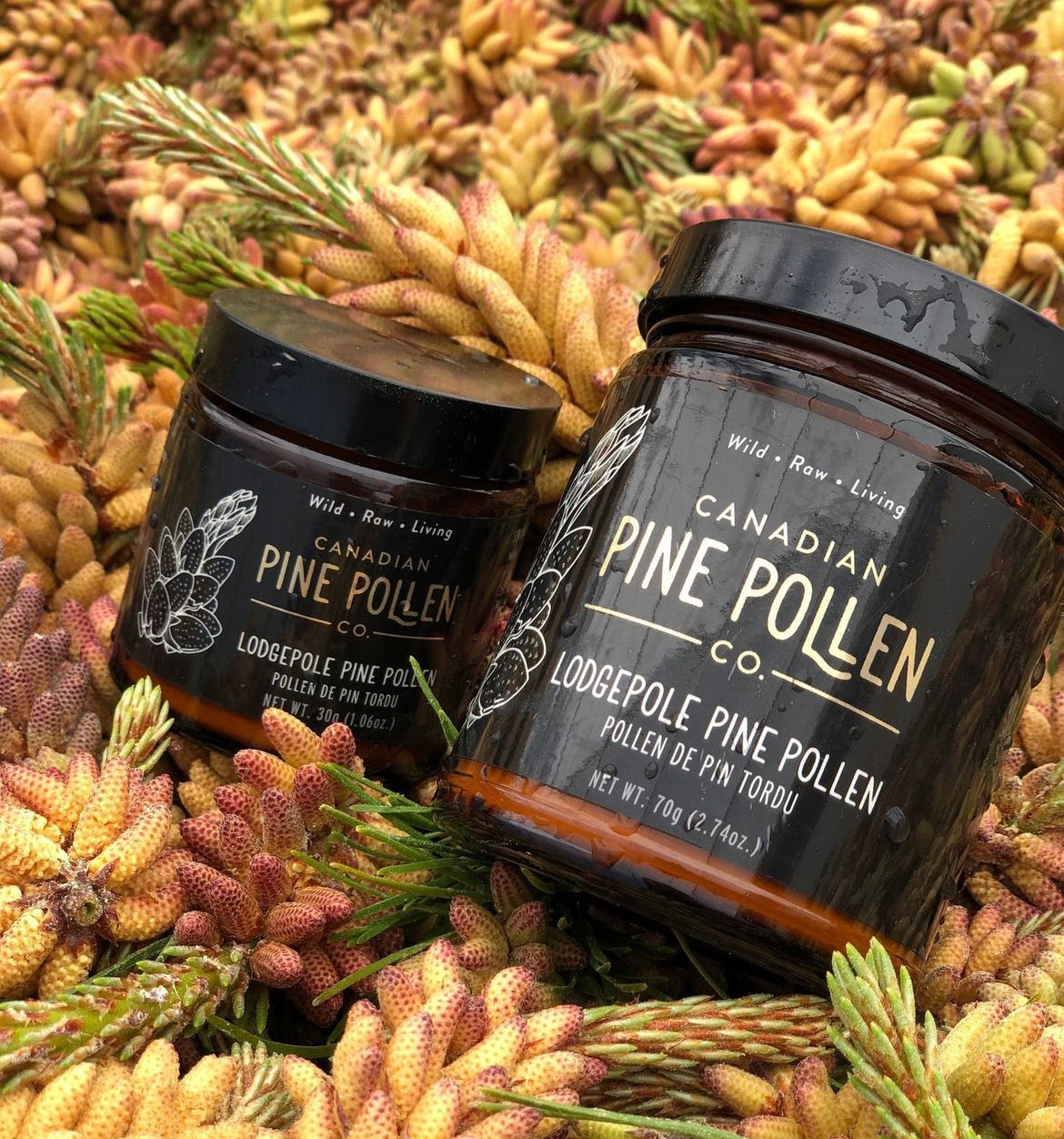 Wild Lodgepole Pine Pollen Powder -  Certified Organic 70g (2.5 oz)