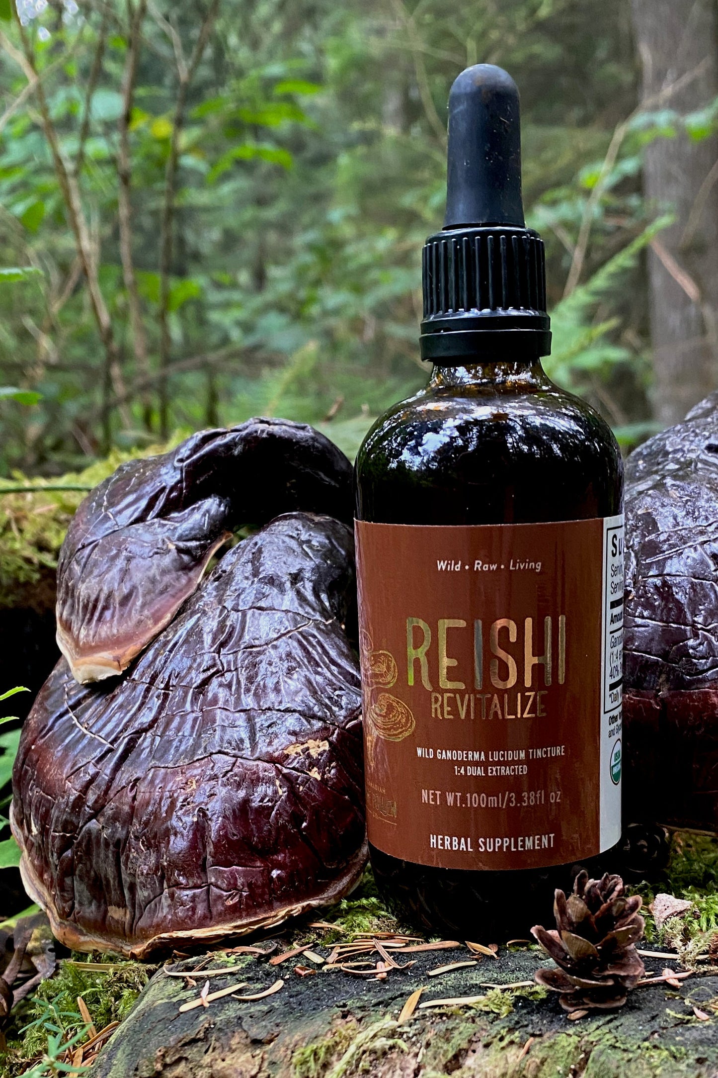 Wild Reishi Tincture (250mg/ml)  |  1:4 Dual Extract (100ml/3.4oz)