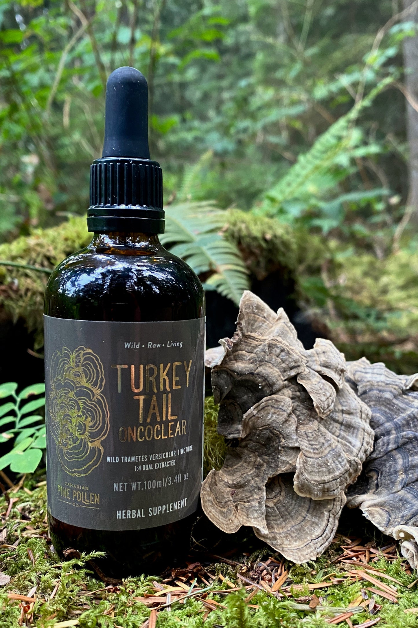 Wild Canadian Turkey Tail Tincture (250mg/ml)  |  1:4 dual extract (3.38fl oz/100ml)