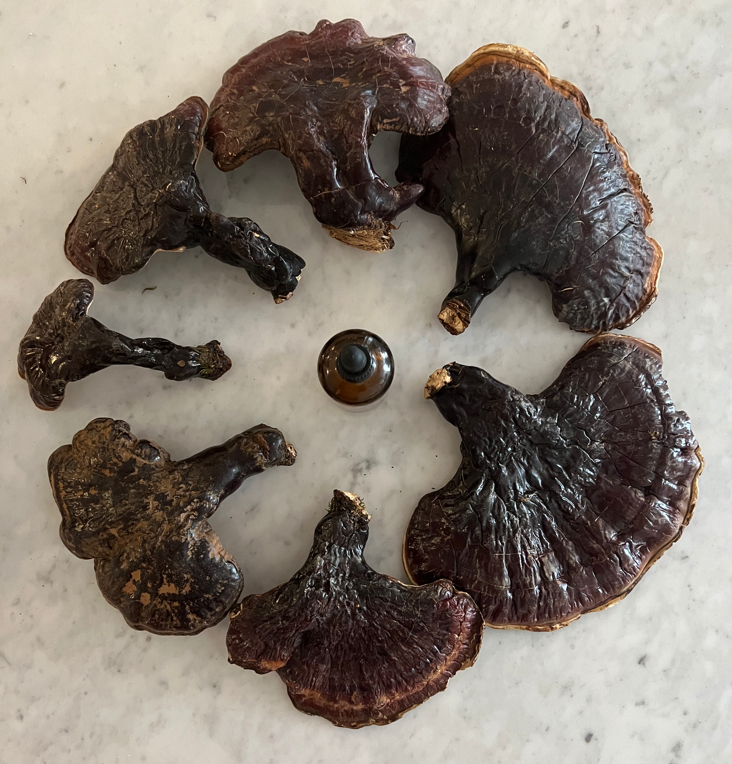 Wild Reishi Tincture (250mg/ml)  |  1:4 Dual Extract (100ml/3.4oz)