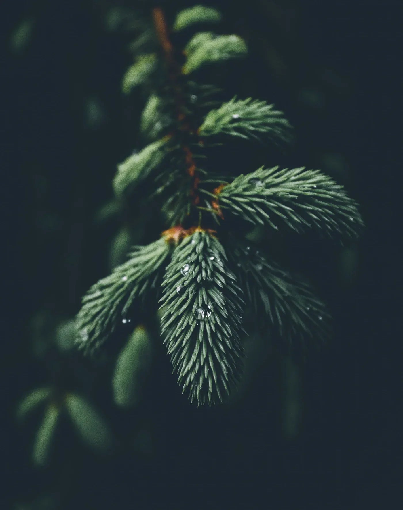 Pine Needle and Spruce Tip Tincture- Evergreen C- 1:6 (100ml/3.4 fl.oz)